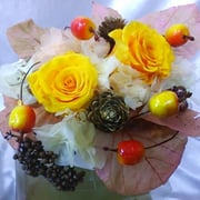 PF1116 ￥4980ｹｰｽ付　15×20x15