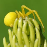 Spinne auf Blüte, Rieden, Schweiz. Juni 2010 © Robert Hansen