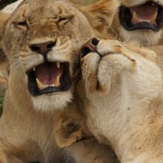 Löwen nach der Ochsentour, NgoroNgoro-Krater, Tansania. Dezember 2011 © Robert Hansen