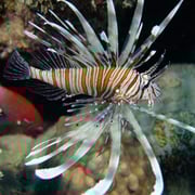 Feuerfisch auf gemächlichem Beutezug, Marsa Slam, Ägypten. April 2013 © Robert Hansen