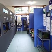 ウミガメの生態や間越（はざこ）の海の様子を説明しています。