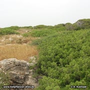 Mastix-Sträucher (Pistacia lentiscum), hier niedrig wachsend in den Dünen (Israel)