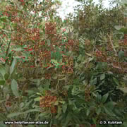 Mastix-Strauch (Pistacia lentiscum) in Blüte