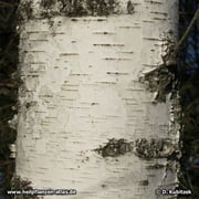 Moorbirke (Betula pubescens), Borke am Stamm