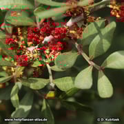 Mastix-Strauch (Pistacia lentiscum), Blüten/Früchte