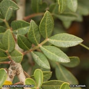 Mastix-Strauch (Pistacia lentiscum), Blätter