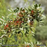 Mastix-Strauch (Pistacia lentiscum), blühender Zweig