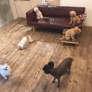 DOGSALONSEALY　ドッグサロンシーリー　表参道　南青山　外苑前　トリミングサロン　射手今日子　プードル 　トリマー　東京