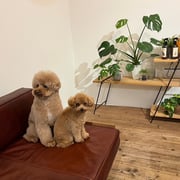 sealy　シーリー　表参道　南青山　外苑前　神宮前　トリミングサロン　ドッグサロン　トイプードル　射手今日子