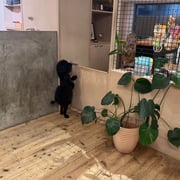 sealy　シーリー　表参道　南青山　外苑前　神宮前　トリミングサロン　ドッグサロン　トイプードル　射手今日子 