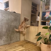 sealy　シーリー　表参道　南青山　外苑前　神宮前　トリミングサロン　ドッグサロン　トイプードル　射手今日子 