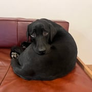 sealy　シーリー　表参道　南青山　外苑前　神宮前　トリミングサロン　ドッグサロン　トイプードル　射手今日子 