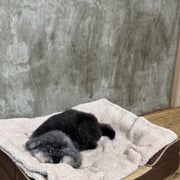 sealy　シーリー　表参道　南青山　外苑前　神宮前　トリミングサロン　ドッグサロン　トイプードル　射手今日子 