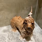 DOGSALONSEALY　ドッグサロンシーリー　表参道　南青山　外苑前　トリミングサロン　射手今日子　プードル 　トリマー