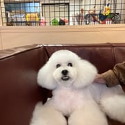 sealy　シーリー　表参道　南青山　外苑前　神宮前　トリミングサロン　ドッグサロン　トイプードル　射手今日子 