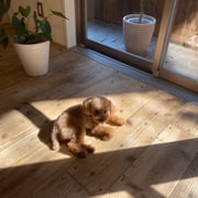 DOGSALONSEALY　ドッグサロンシーリー　表参道　南青山　外苑前　トリミングサロン　射手今日子　プードル 　トリマー