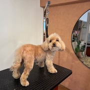 sealy　シーリー　表参道　南青山　外苑前　神宮前　トリミングサロン　ドッグサロン　トイプードル　射手今日子 