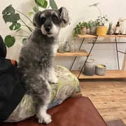 sealy　シーリー　表参道　南青山　外苑前　神宮前　トリミングサロン　ドッグサロン　トイプードル　射手今日子 