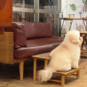 sealy　シーリー　表参道　南青山　外苑前　神宮前　トリミングサロン　ドッグサロン　トイプードル　射手今日子 