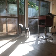 ドッグサロンシーリー　DOGSALONSEALY　表参道　外苑前　南青山　神宮前　青山　トリミングサロン　射手今日子　トイプードル