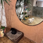 sealy　シーリー　表参道　南青山　外苑前　神宮前　トリミングサロン　ドッグサロン　トイプードル　射手今日子 