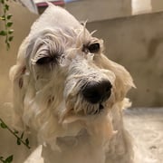 DOGSALONSEALY　ドッグサロンシーリー　表参道　南青山　外苑前　トリミングサロン　射手今日子　プードル 　トリマー