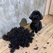 sealy　シーリー　表参道　南青山　外苑前　神宮前　トリミングサロン　ドッグサロン　トイプードル　射手今日子 