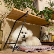 DOGSALONSEALY　ドッグサロンシーリー　表参道　南青山　外苑前　トリミングサロン　射手今日子　プードル 　トリマー