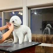 sealy　シーリー　表参道　南青山　外苑前　神宮前　トリミングサロン　ドッグサロン　トイプードル　射手今日子 