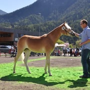 FINKA   Besitzer: Fam. Jennewein Egon, Pfunds