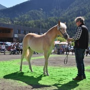 BEDURA   Besitzer: Thöni Reinhard, Pfunds