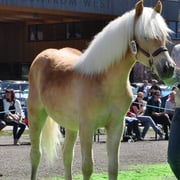 DIANA   Besitzer: Wolf Alois, Nauders