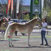 MAIBLUME   Besitzer: Fam. Schaffenrath, Pfunds