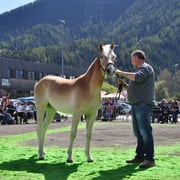 SCHILA    Besitzer: Ursula Netzer, Ladis