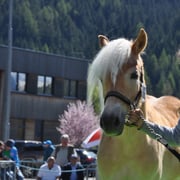 DIANA   Besitzer: Wolf Alois, Nauders