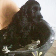 Cura vom Sachsenwald in ihrem neuen Körbchen