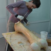 Hueso reconstrucción a partir de unos dibujos de Darwin