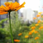 2025/9　キバナコスモス