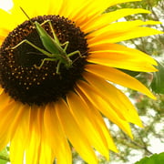 2024/07ヤブキリのメス（中目黒公園）