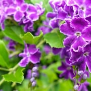 2025/7　デュランタ