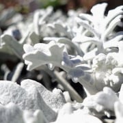 2025/2　シロギク