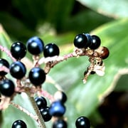 2024/10　ヤブミョウガ