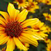 2025/7　ヘリオプシス