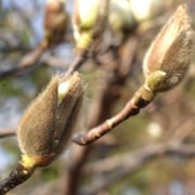 2025/3　ハクモクレン