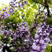 2024/05  藤の花（祐天寺）by@&@