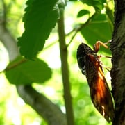 2024/9　アブラセミ