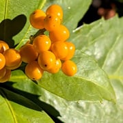 2026/1　センリョウ