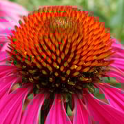 2025/7　エキナセア