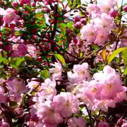 2025/5　カイドウ