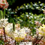 2025/4　ミツマタ